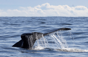 Humpback Whale Tail photo by daniel bianchetta