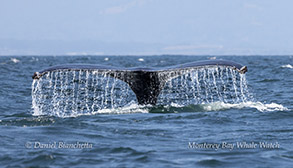 Humpback Whale tTail photo by daniel bianchetta