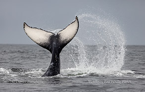 Humpback Whale tail throw photo by daniel bianchetta