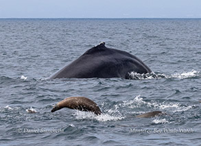 Humpback Whale and California Sea Lion photo by daniel bianchetta