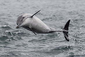 Jumping Common Dolphin photo by daniel bianchetta