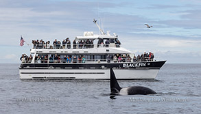 Killer Whale near Blackfin photo by daniel bianchetta