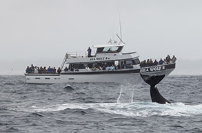 Orca (Killer Whale) near Sea Wolf II photo by daniel bianchetta