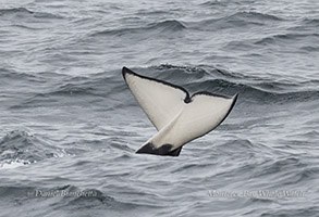 Killer Whale(Orca) tail photo by daniel bianchetta