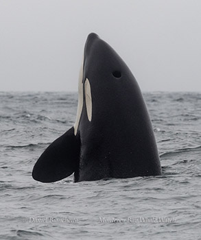Killer Whale spyhopping photo by daniel bianchetta