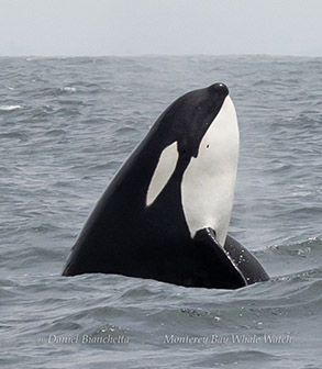 Killer Whale spyhopping photo by daniel bianchetta