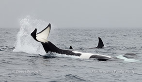 Orca upside-down fluke slap  photo by daniel bianchetta