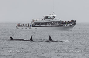 Killer Whales (Orcas) by Sea Wolf II photo by daniel bianchetta