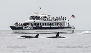  Killer Whales near the Blackfin photo by daniel bianchetta