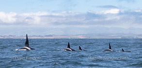 Killer Whales photo by daniel bianchetta