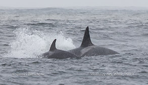 Killer Whales (Orcas)  photo by daniel bianchetta