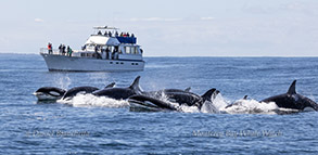 Killer Whales hunting Gray Whales photo by daniel bianchetta