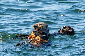 Mother and pup Sea Otters eating Octopus photo by Morgan Quimby