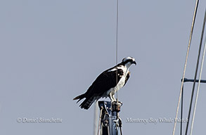 Osprey photo by daniel bianchetta