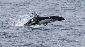 Pacific White-sided Dolphin and Northern Right Whale Dolphin photo by daniel bianchetta