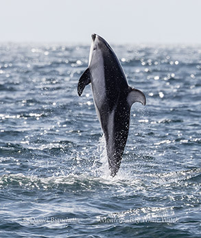 Pacific White-sided Dolphin photo by daniel bianchetta