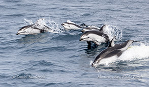 Pacific White-sided Dolphins photo by daniel bianchetta