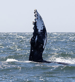 Pec slapping Humpback Whale photo by daniel bianchetta