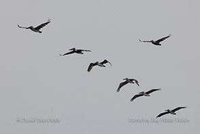 Pelicans in flight photo by daniel bianchetta