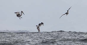 Pelicans plunge diving photo by daniel bianchetta