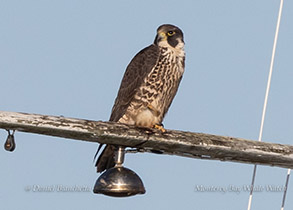 Peregrine Falcon photo by daniel bianchetta