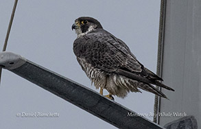 Peregrine Falcon photo by daniel bianchetta