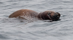 Red Fur Harbor Seal, rare visitor from San Francisco with fur stained from oxide in the water photo by daniel bianchetta
