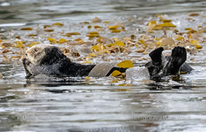 Resting Sea Otter wrapped in kelp photo by daniel bianchetta