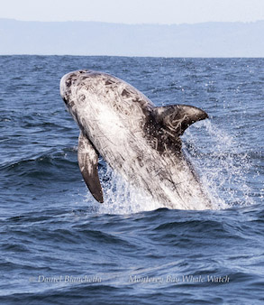 Risso's Dolphin photo by daniel bianchetta