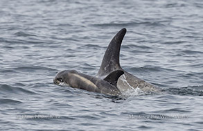 Risso's Dolphin mother and very young calf with fetal folds photo by daniel bianchetta