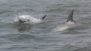 Risso's Dolphins photo by daniel bianchetta