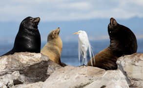 California Sea Lions & Egret photo by daniel bianchetta