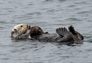 Sea Otter photo by daniel bianchetta