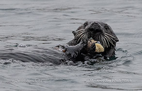 Southern Sea Otter photo by daniel bianchetta