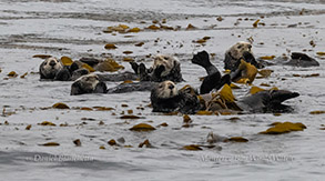 Sea Otters in Kelp photo by daniel bianchetta
