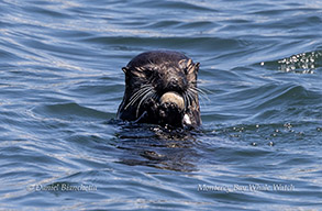 Southern Sea Otter eating breakfast photo by daniel bianchetta