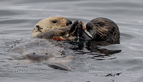Southern Sea Otters sharing breakfast photo by daniel bianchetta