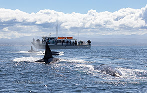 Transient Orcas hunting Gray Whales photo by daniel bianchetta