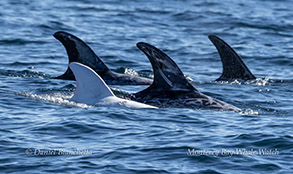 White Risso's Dolphin Casper and friends photo by daniel bianchetta