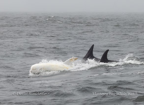  White Risso's Dolphin 'Casper' and friends photo by daniel bianchetta