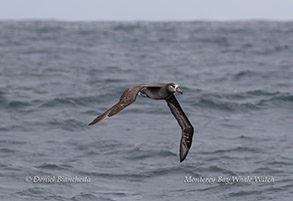 Black-footed Albatross photo by daniel bianchetta