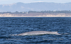 Blue Whale photo by Daniel Bianchetta