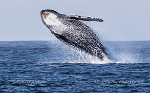 Breaching Humpback Whale photo by Daniel Bianchetta