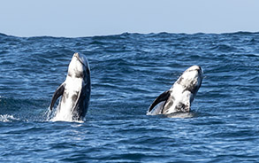 Breaching Risso's Dolphins photo by daniel bianchetta