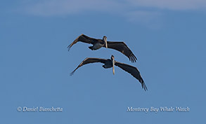 Brown Pelicans photo by Daniel Bianchetta