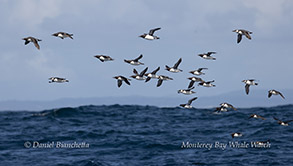 Common Murres photo by daniel bianchetta