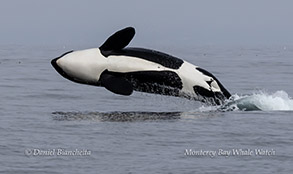 Female Killer Whale breaching photo by Daniel Bianchetta