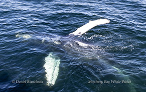 Friendly Humpback Whale belly up next to the boat photo by Daniel Bianchetta