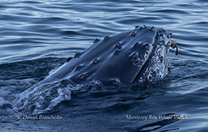 Friendly Humpback Whale photo by Daniel Bianchetta