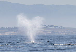 Gray Whale heart-shaped blow photo by daniel bianchetta